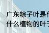 广东粽子叶是什么叶子 广东粽子叶是什么植物的叶子
