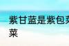 紫甘蓝是紫包菜吗 紫甘蓝是不是紫包菜