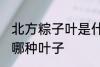 北方粽子叶是什么叶子 北方粽子叶是哪种叶子