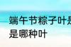 端午节粽子叶是什么叶 端午节粽子叶是哪种叶