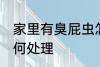 家里有臭屁虫怎么办 家里有臭屁虫如何处理