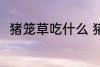 猪笼草吃什么 猪笼草吃什么食物的