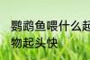 鹦鹉鱼喂什么起头快 鹦鹉鱼喂哪些食物起头快