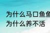 为什么马口鱼鱼缸养不活 马口鱼鱼缸为什么养不活