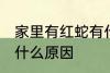 家里有红蛇有什么预兆 家里有红蛇是什么原因