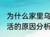 为什么家里乌龟养不活 家里乌龟养不活的原因分析
