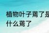 植物叶子蔫了是怎么回事 植物叶子为什么蔫了