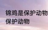 锦鸡是保护动物吗 红腹锦鸡属于几级保护动物