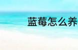蓝莓怎么养 蓝莓怎样种植