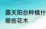 露天阳台种植什么花木 露天阳台种植哪些花木