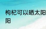 枸杞可以晒太阳吗 枸杞适不适合晒太阳