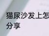 猫尿沙发上怎么清洗 祛除猫尿味方法分享