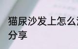 猫尿沙发上怎么清洗 祛除猫尿味方法分享