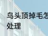 鸟头顶掉毛怎么处理 鸟头顶掉毛如何处理