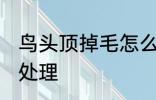 鸟头顶掉毛怎么处理 鸟头顶掉毛如何处理