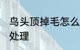 鸟头顶掉毛怎么处理 鸟头顶掉毛如何处理