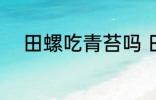 田螺吃青苔吗 田螺是不是吃青苔