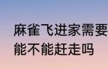 麻雀飞进家需要赶走吗 家中飞来麻雀能不能赶走吗