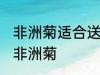 非洲菊适合送什么人 可以给哪些人送非洲菊