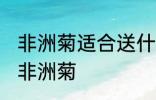 非洲菊适合送什么人 可以给哪些人送非洲菊