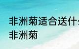 非洲菊适合送什么人 可以给哪些人送非洲菊