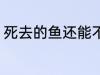 死去的鱼还能不能吃 死去的鱼能吃吗