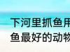 下河里抓鱼用什么动物最好 下河里捕鱼最好的动物
