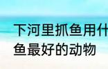 下河里抓鱼用什么动物最好 下河里捕鱼最好的动物