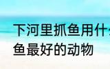 下河里抓鱼用什么动物最好 下河里捕鱼最好的动物