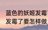蓝色的妖姬发霉了怎么办 蓝色的妖姬发霉了要怎样做